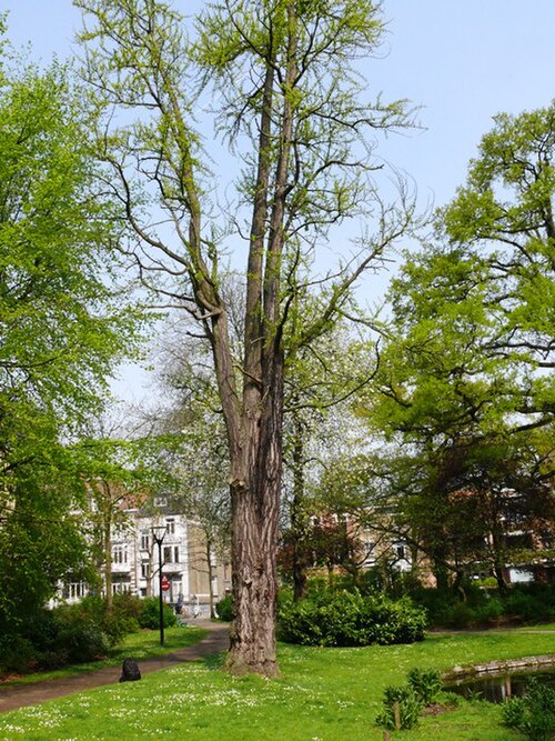 The Ginkgo of Muinkpark
