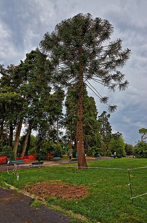 The Bunya Pine of Villa Groppallo