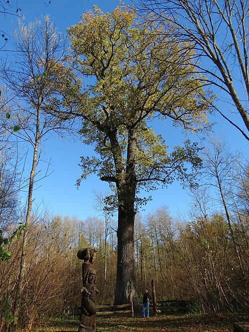 The Gojus Forest Oak