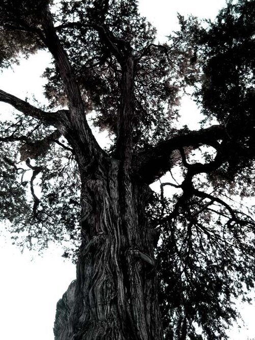 The Cypress of San Juan de la Cruz