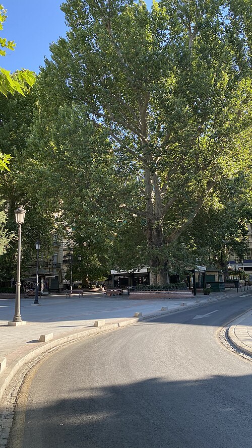 The Plane Trees of the Fountain of Battles