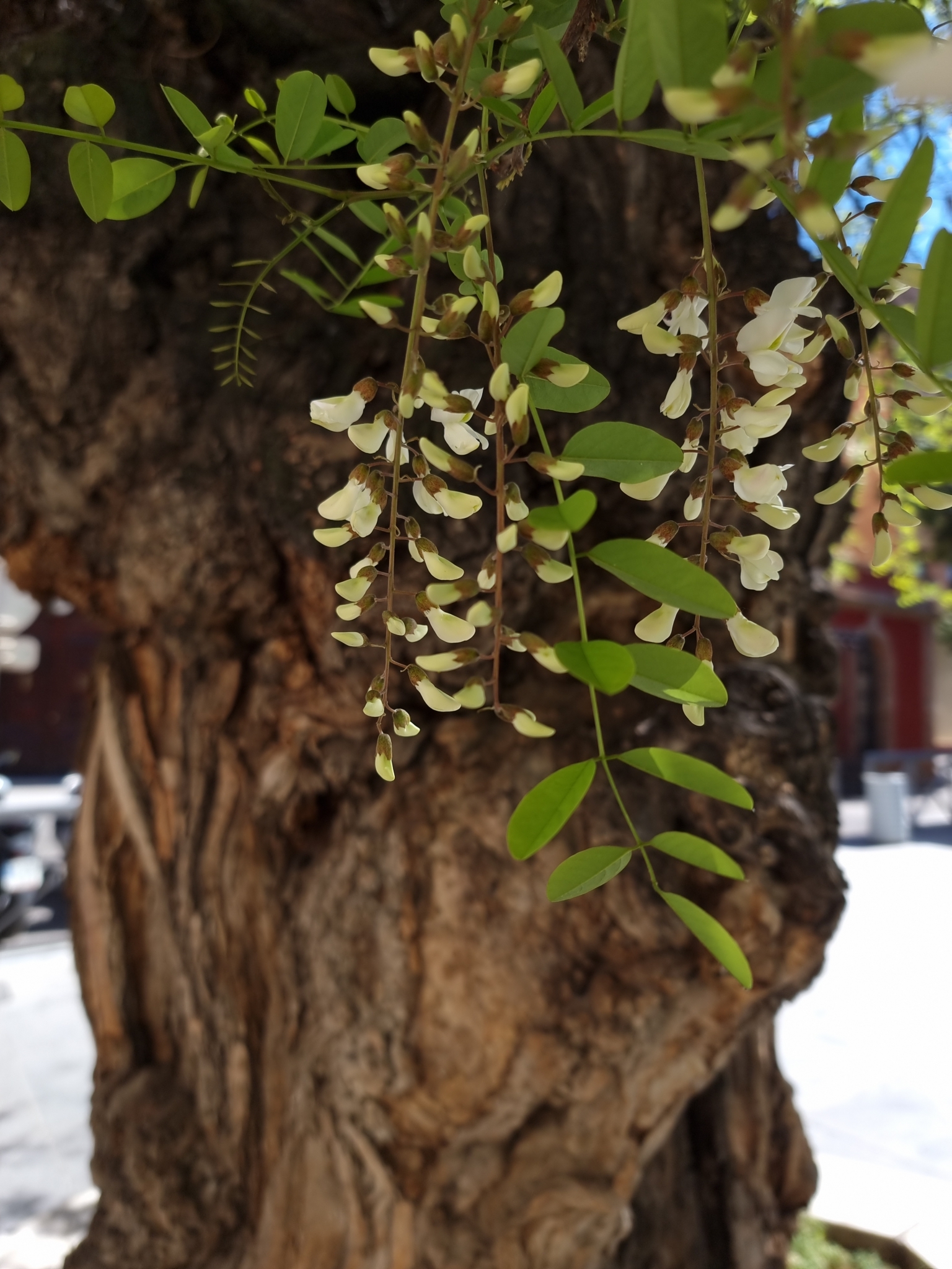 The Robinia of Cuarto Real de Santo Domingo