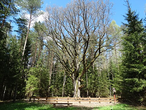 Grybiškės Oak
