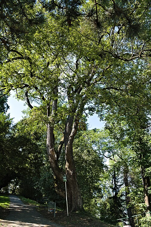 The Schlossberg Field Maple