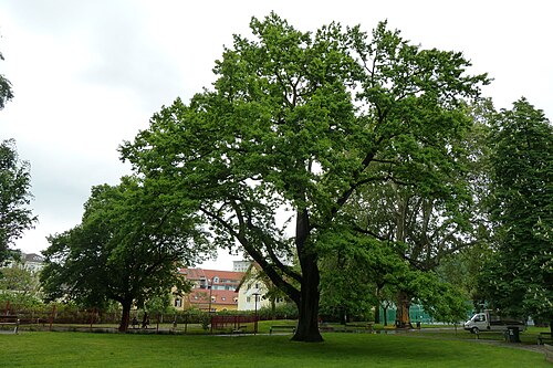 The Volksgarten Oak