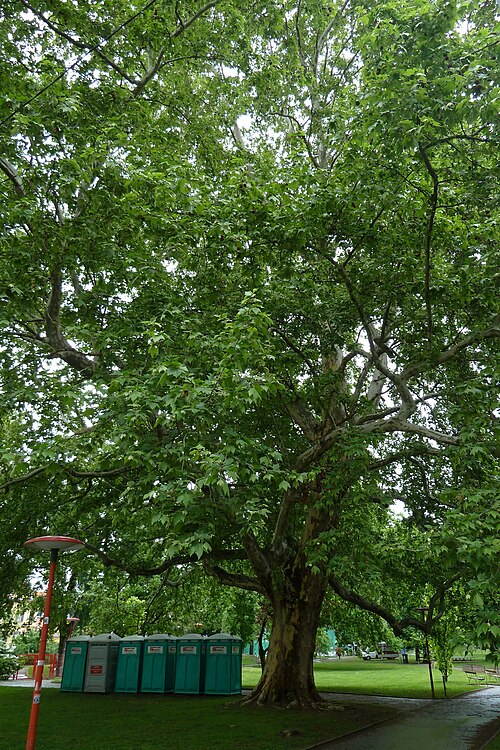 The Volksgarten Plane of Muhlgasse