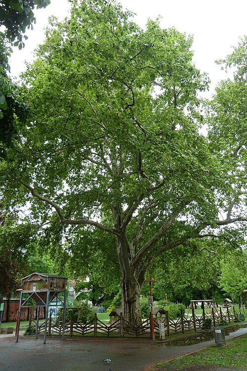 The Volksgarten Plane of Volksgartenstrasse