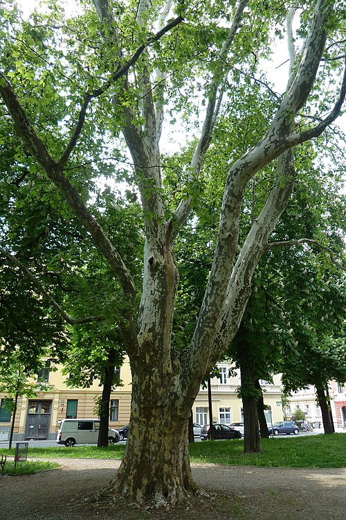 The Schillerplatz Plane