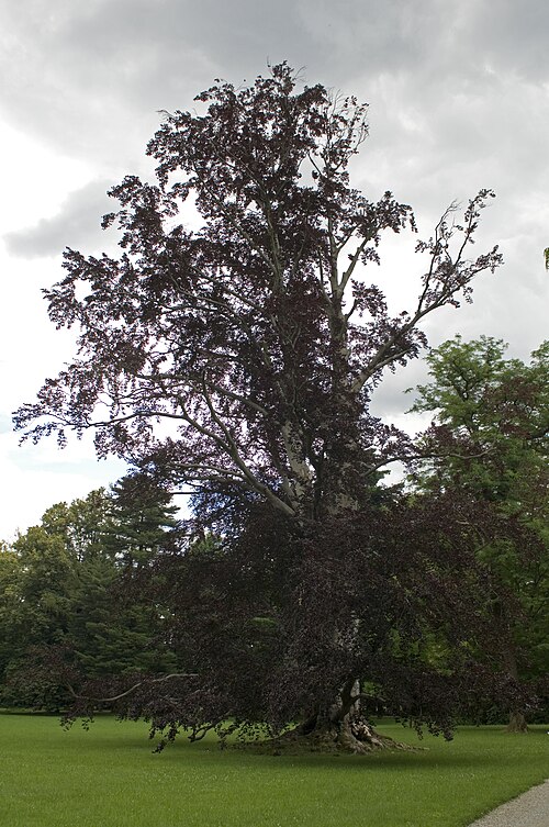 The Eggenberg Copper Beech