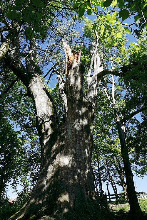 The Lustbuhel Sweet Chestnut