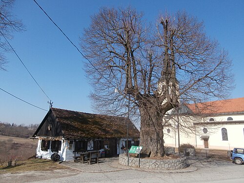 Gupčeva lipa