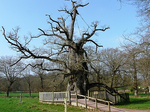 The Guillotin Oak (Chêne à Guillotin)