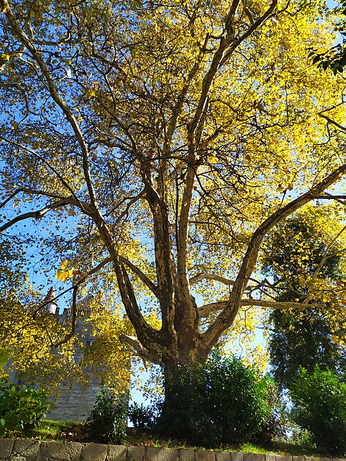 The Plane Trees of the Paco dos Duques
