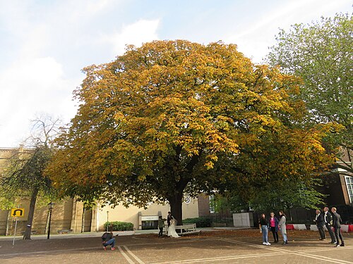 The Postzegelboom