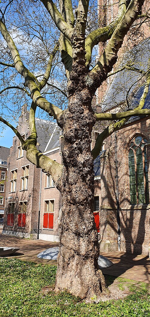 The Planes of the Grote Kerk