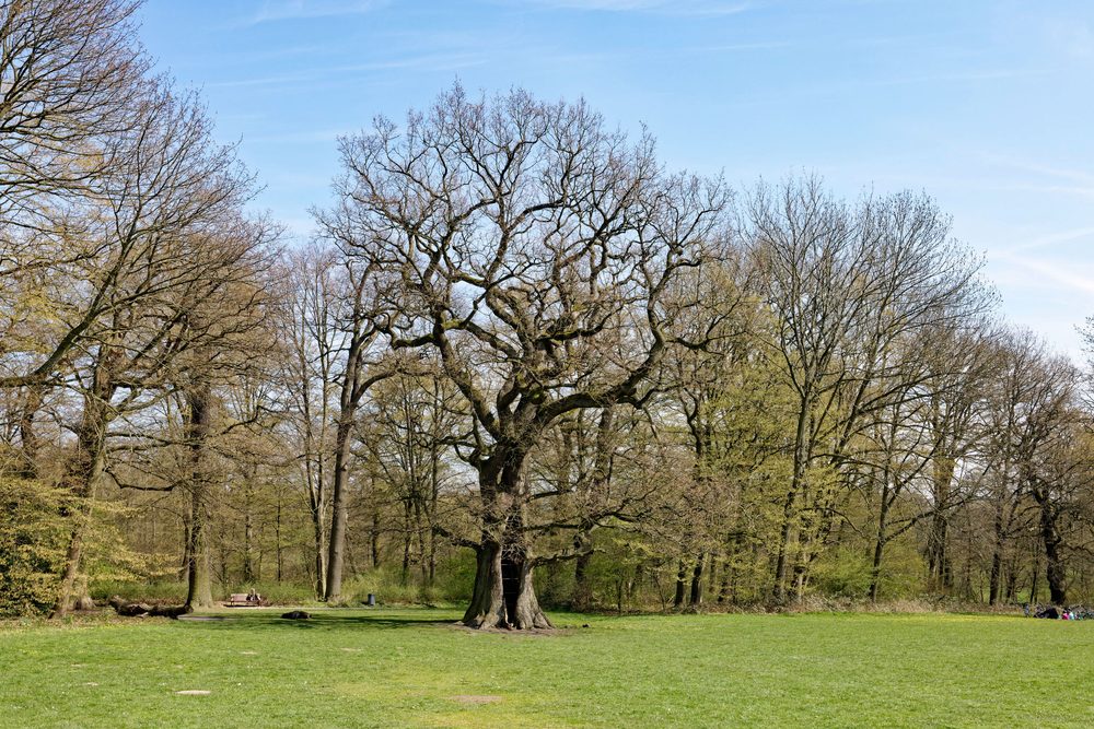 The Hollow Oak of Jenischpark