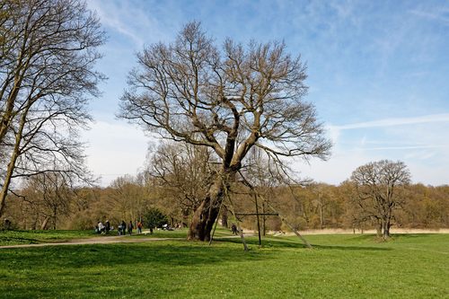The Birch-in-Oak of Jenischpark