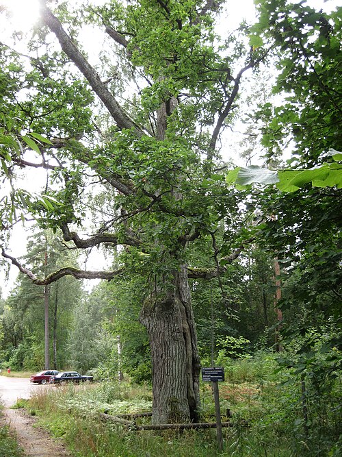 The King's Oak