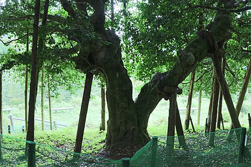 Oidani no Otsubaki