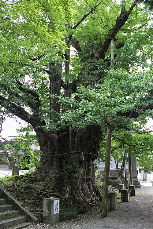 Jonichiji no Icho