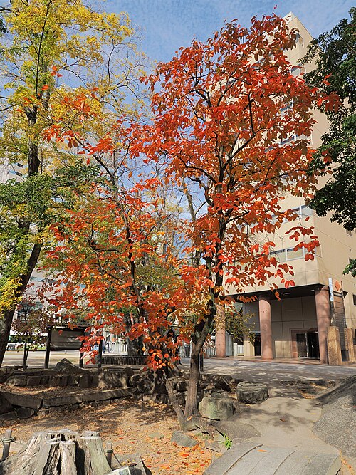 The Persimmon on Peace Boulevard