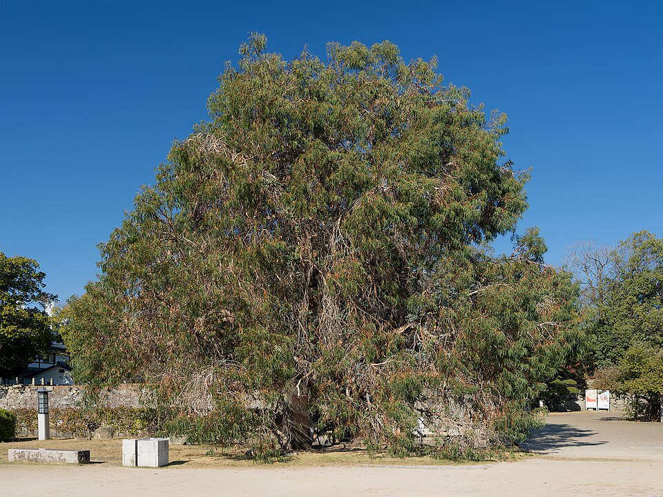 The Eucalyptus of Hiroshima Castle