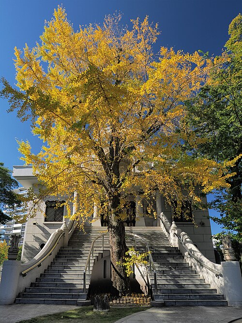 The Ginkgo of Hosenbo