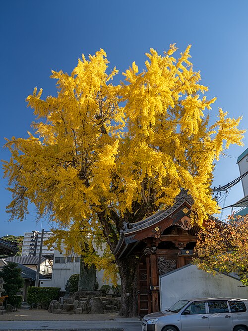The Ginkgo Growing Through the Gate at Anrakuji
