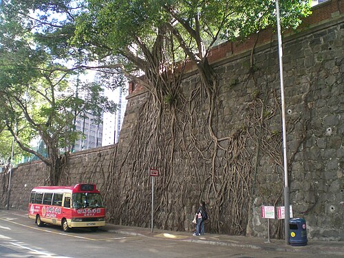 The Stone Wall Trees of Forbes Street