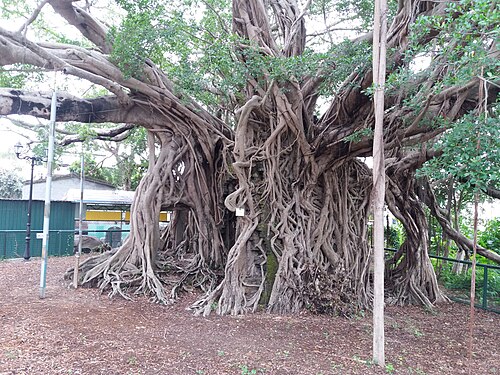 The Kam Tin Tree House