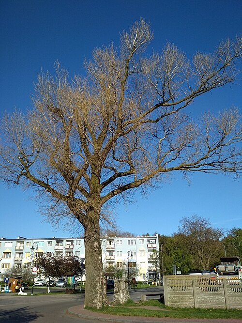 Helena the Poplar (Topola Helena)