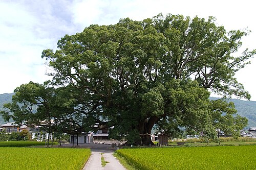 The Great Camphor of Kamo