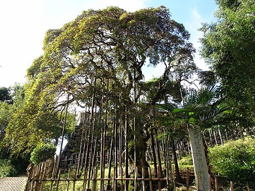 The Weeping Akashide of Sajigami Shrine