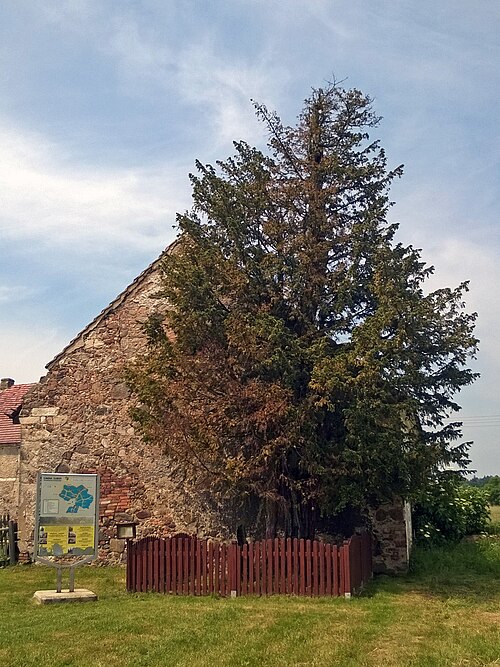 Cis Henrykowski (the Henryków Yew)