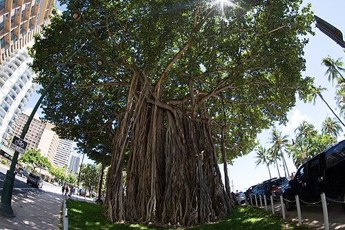 The Kuhio Beach Hula Mound Banyan