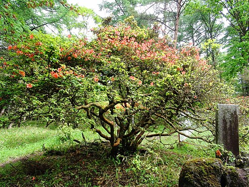 Utsukushimori no Oyamatsutsuji