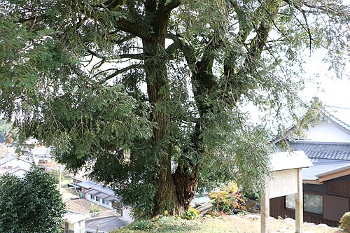 Kagoji no Shibunashigaya