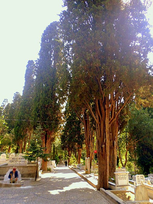 The Cypresses of Karacaahmet