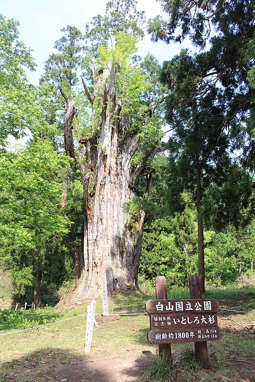 Itoshiro no Ōsugi