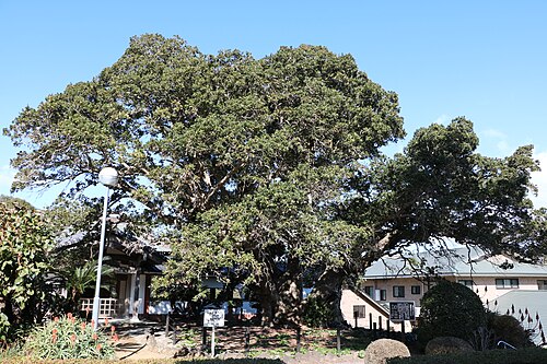 The Yamamomo of Renchakuji