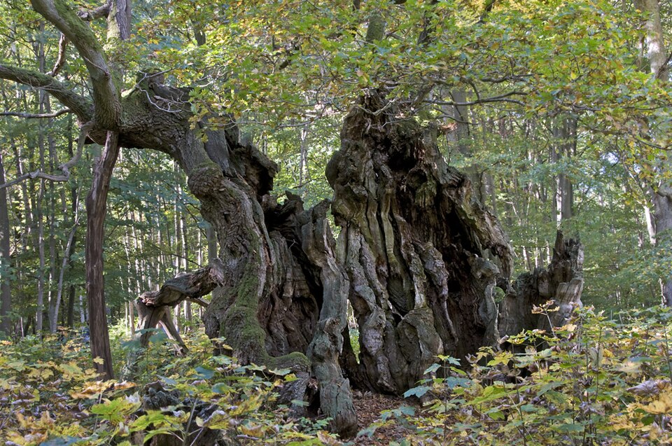 Kongeegen (the King Oak)