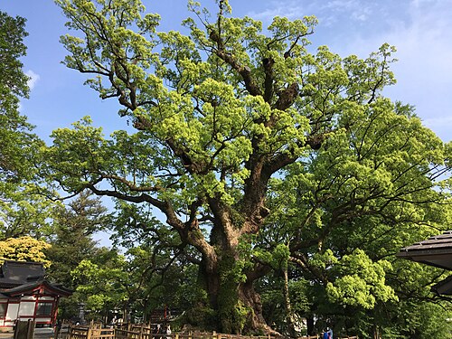 The Great Camphor of Kamo