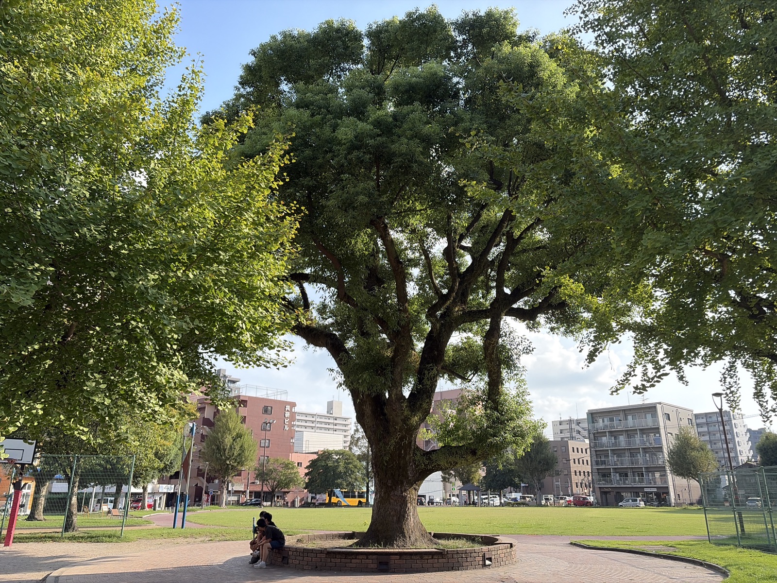 The Camphor of Kyoken Park