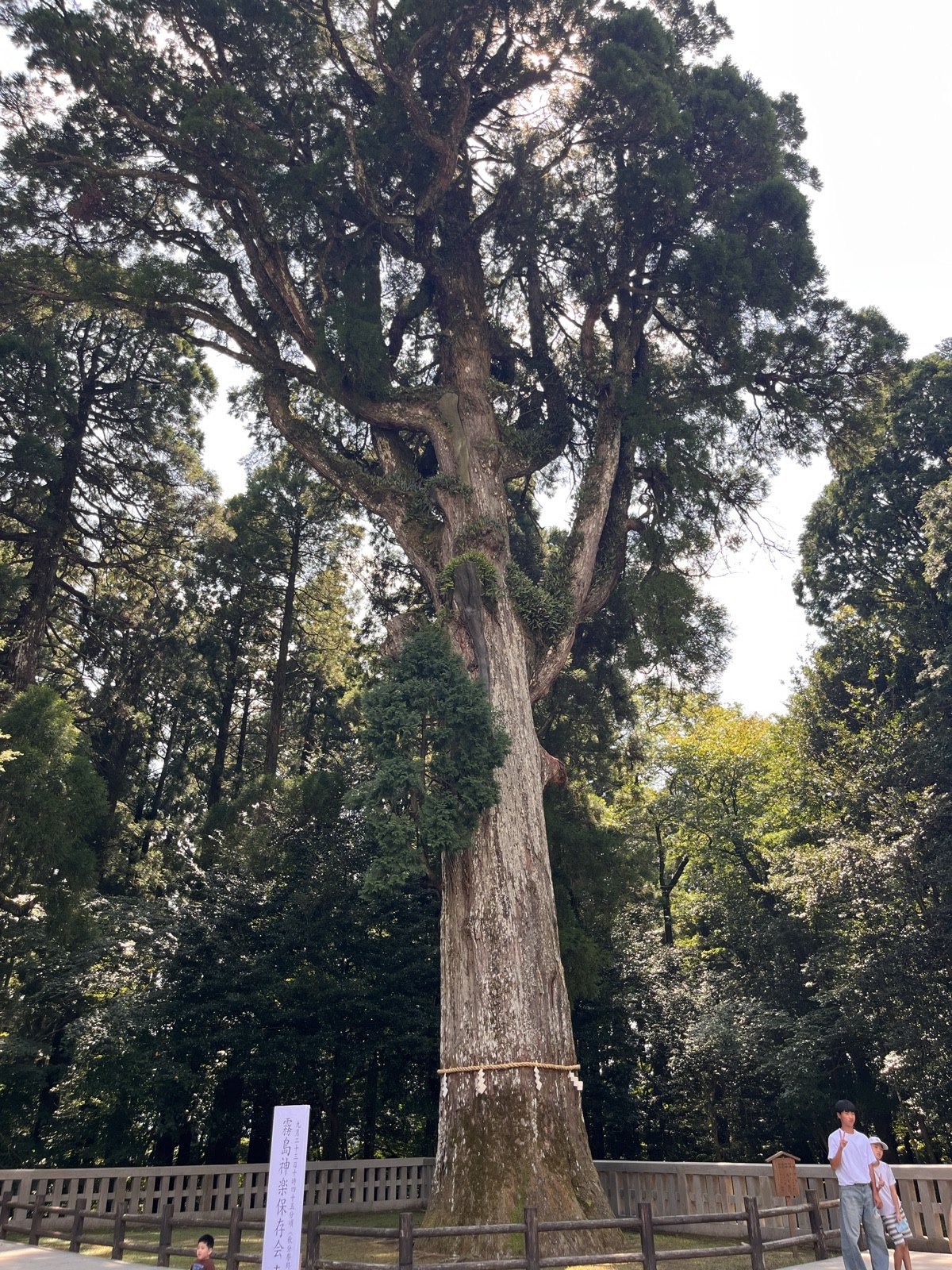 The Sacred Cedar of Kirishima Jingu