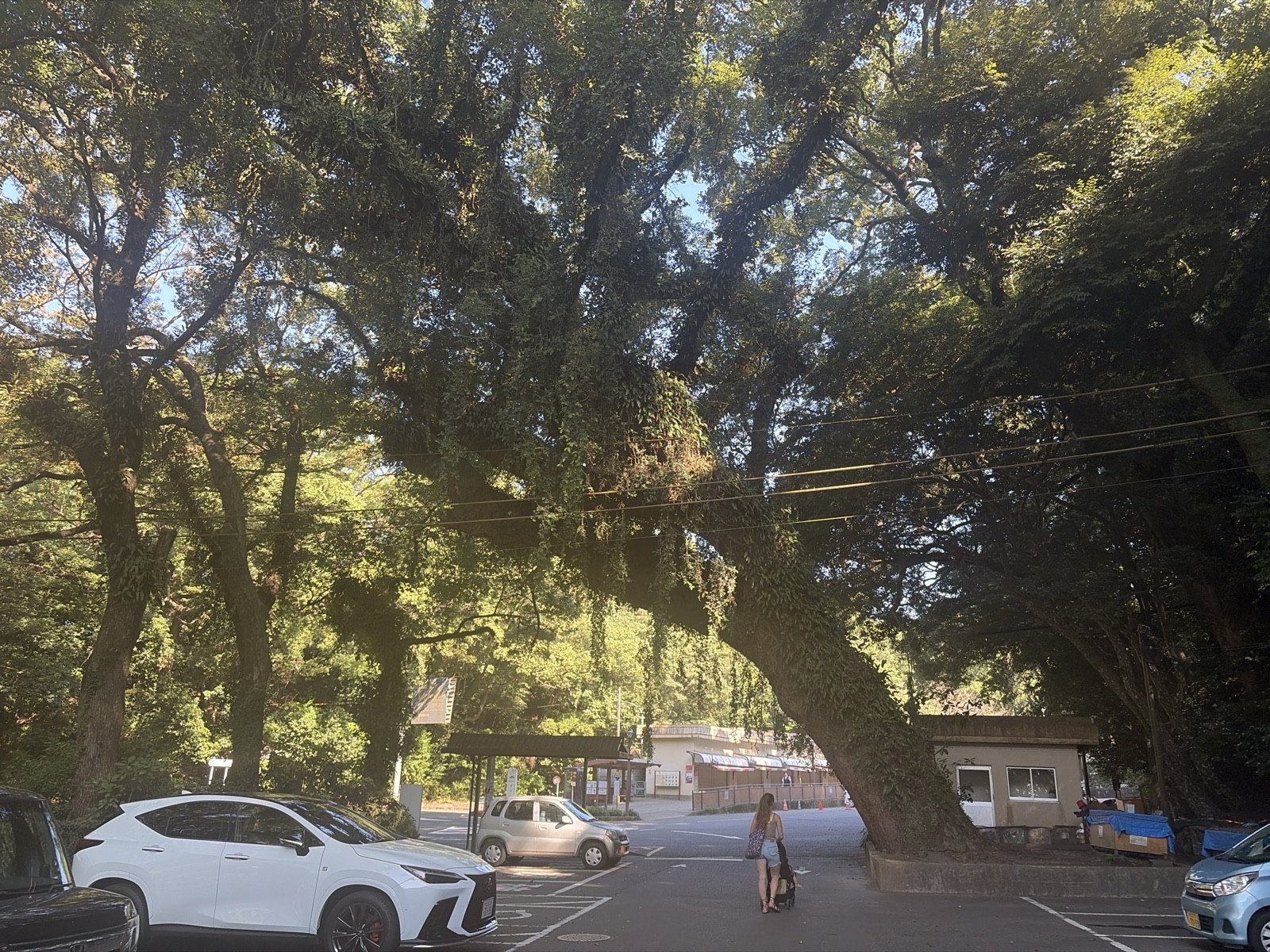 The Leaning Camphor of the Shiroyama Car Park