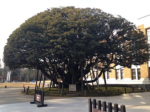 The Chinquapins of Dogata