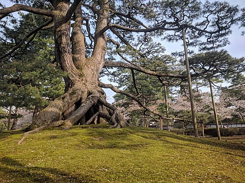 The Raised-Root Pine