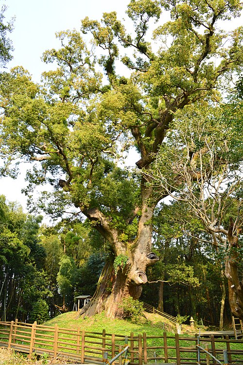 Tsukazaki no Kusu