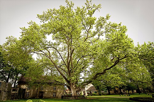 The Kozy Plane Tree (Platan Klonolistny)