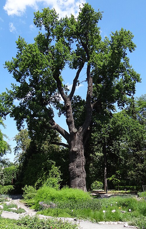 The Jagiellonian Oak